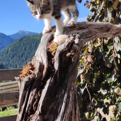 kronlechnerhof welschnofen eggental suedtirol (18)