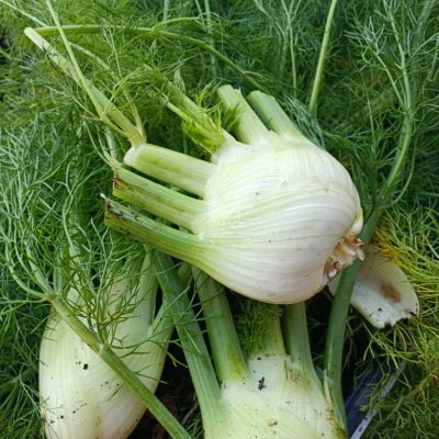 kronlechnerhof welschnofen eggental suedtirol (19)