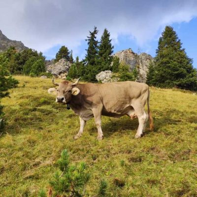 kronlechnerhof welschnofen eggental suedtirol (2)