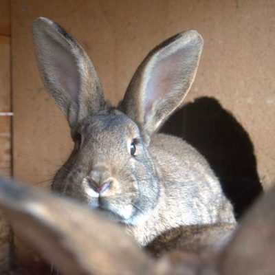 kronlechnerhof welschnofen eggental suedtirol (67)
